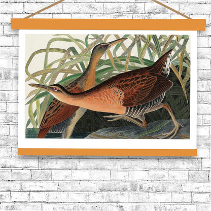 Fresh Water Marsh Hen by John J. Audubon