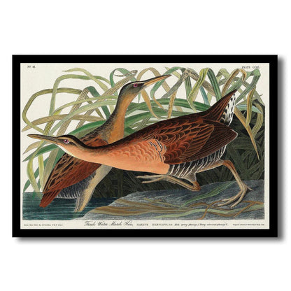 Fresh Water Marsh Hen by John J. Audubon