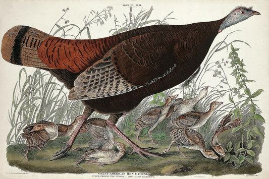 Great American Hen and Young by John J. Audubon