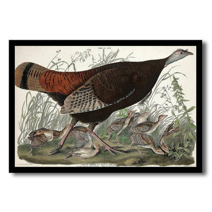 Great American Hen and Young by John J. Audubon