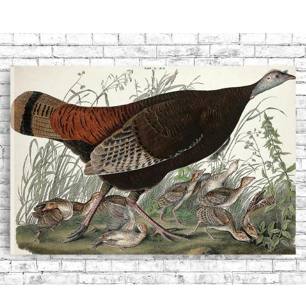 Great American Hen and Young by John J. Audubon