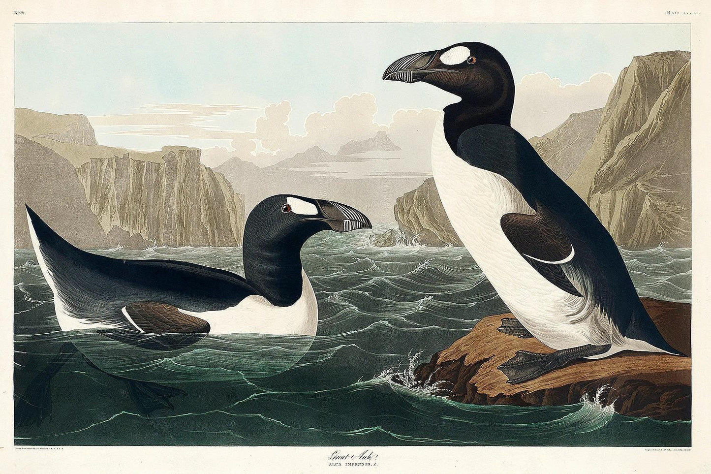 Great Auk by John J. Audubon