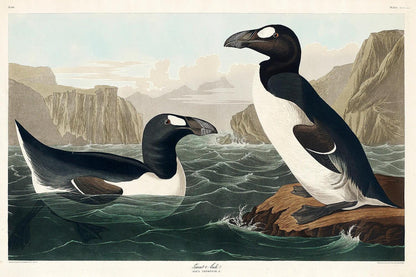 Great Auk by John J. Audubon