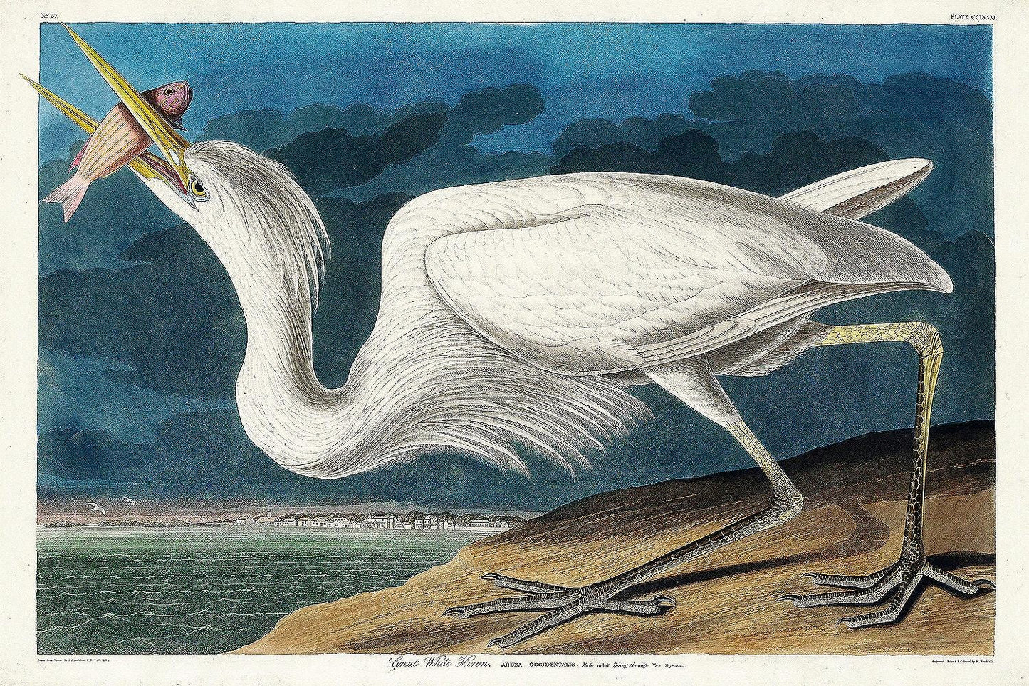 Great White Heron by John J. Audubon