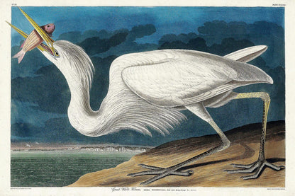 Great White Heron by John J. Audubon