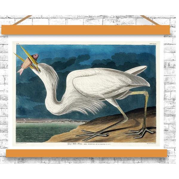 Great White Heron by John J. Audubon