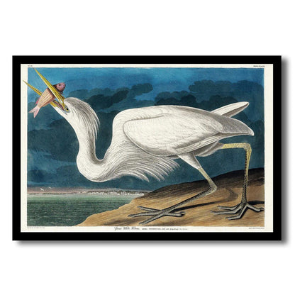 Great White Heron by John J. Audubon