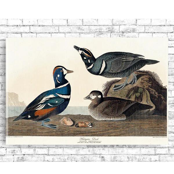 Harlequin Duck by John J. Audubon