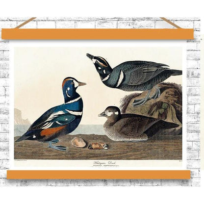 Harlequin Duck by John J. Audubon