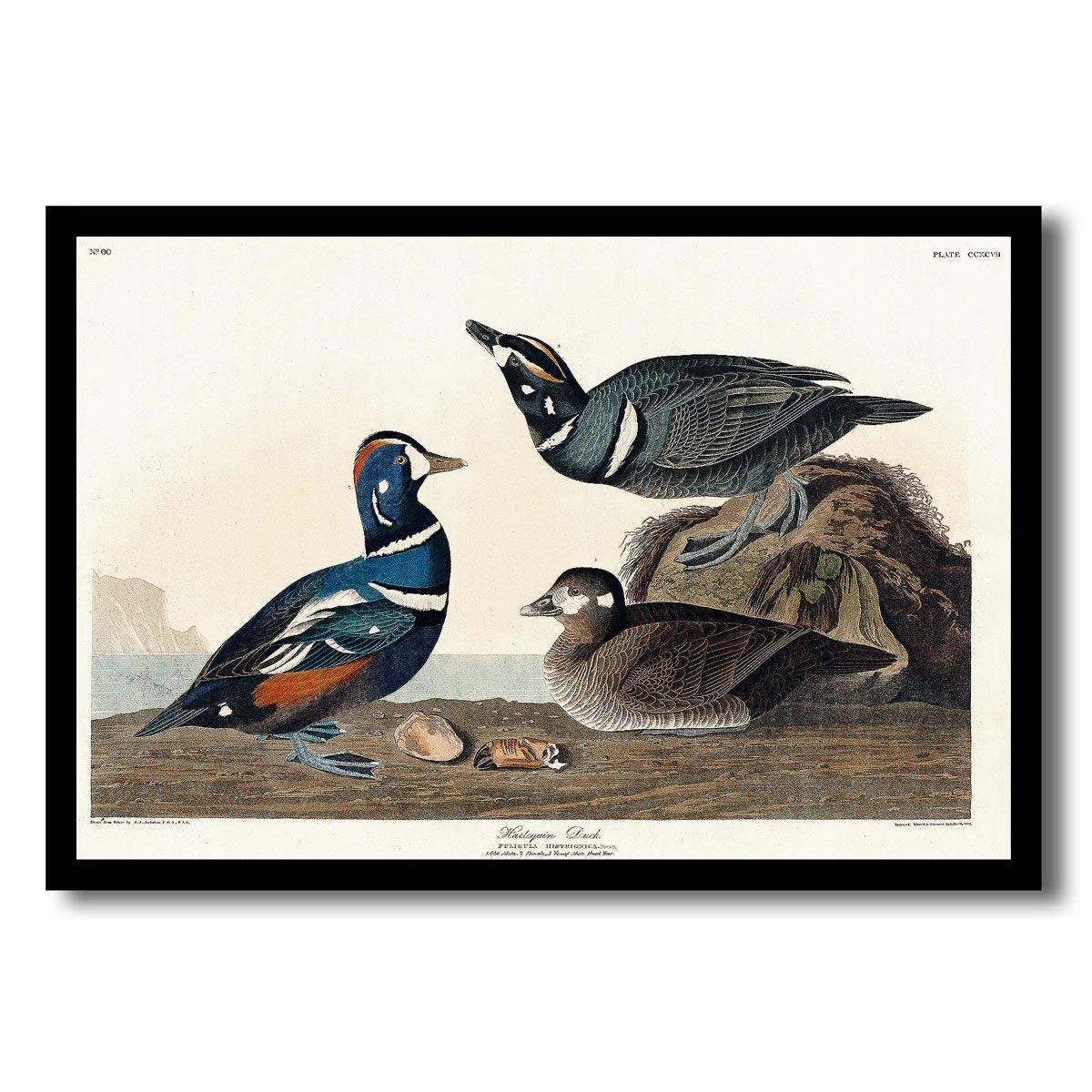 Harlequin Duck by John J. Audubon