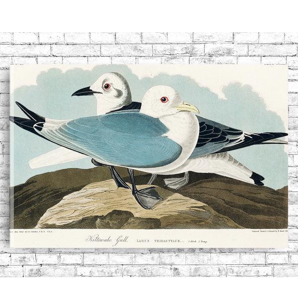 Kittiwake Gull by John J. Audubon