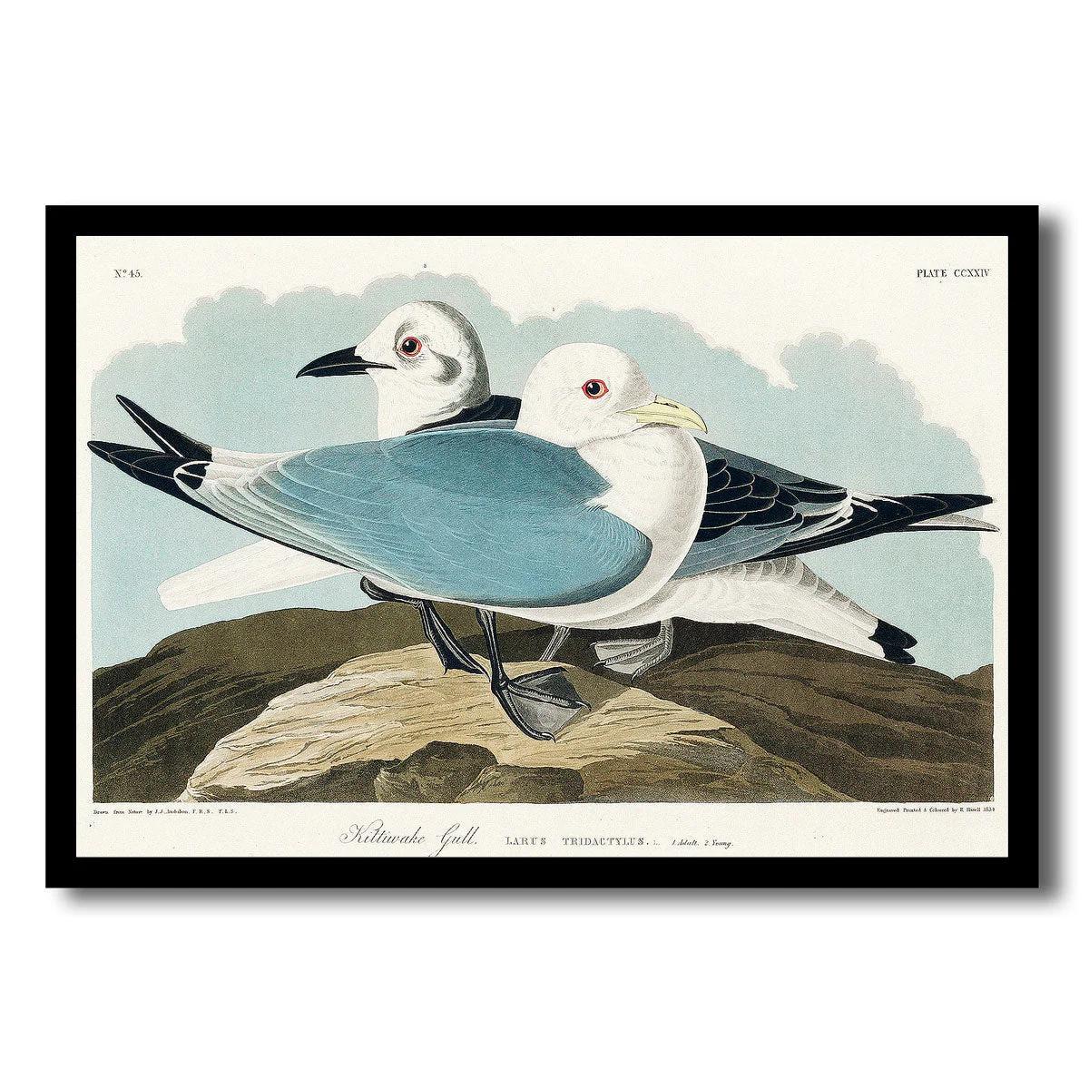 Kittiwake Gull by John J. Audubon