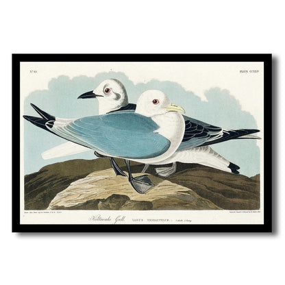 Kittiwake Gull by John J. Audubon