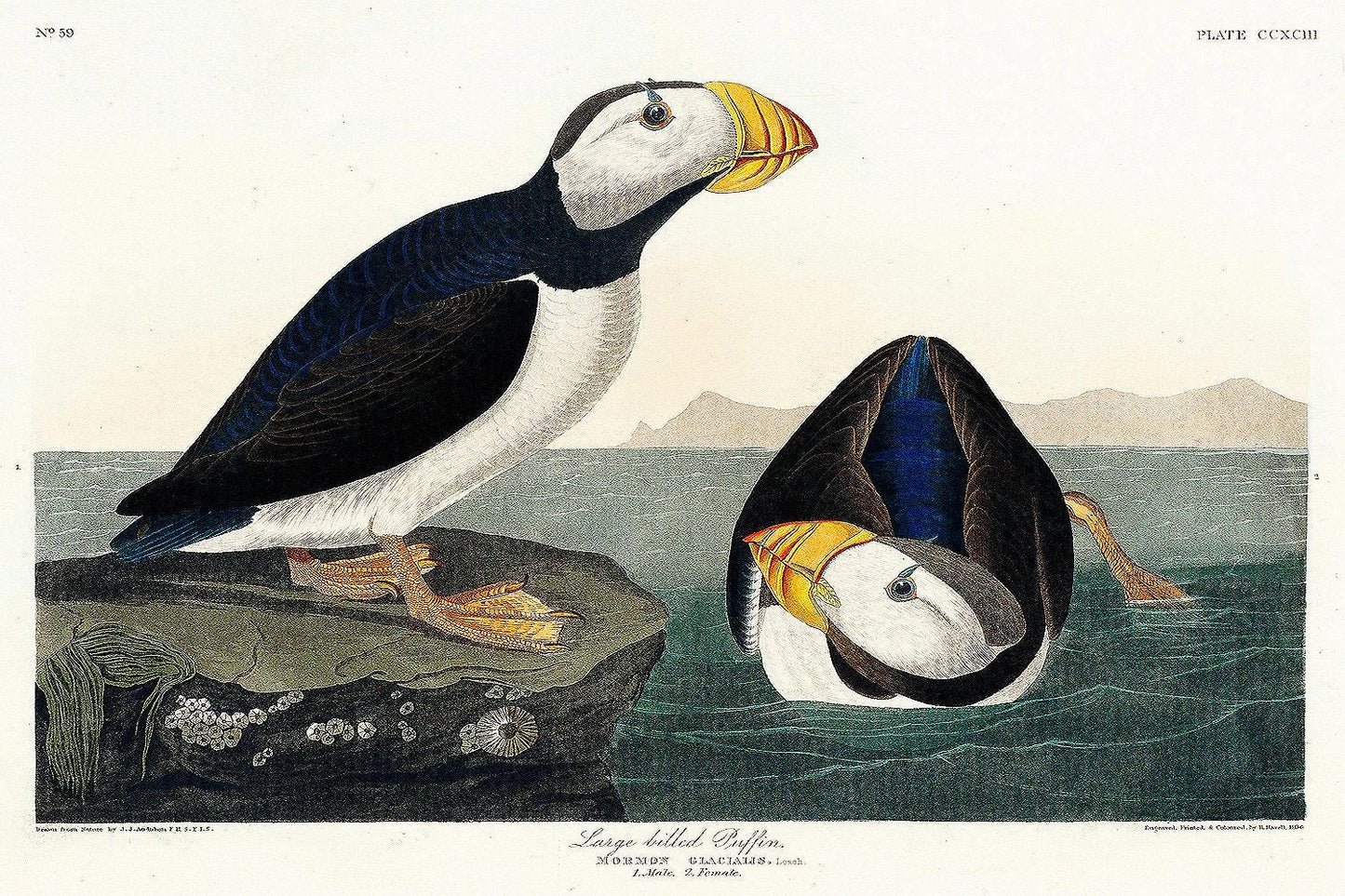 Large billed Puffin by John J. Audubon