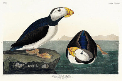 Large billed Puffin by John J. Audubon