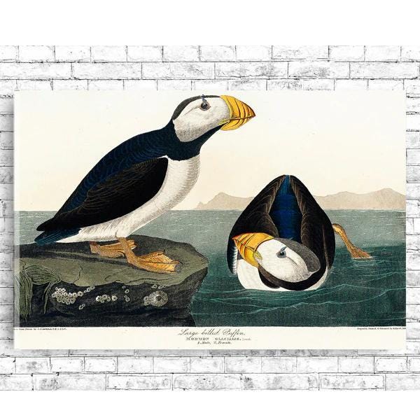 Large billed Puffin by John J. Audubon