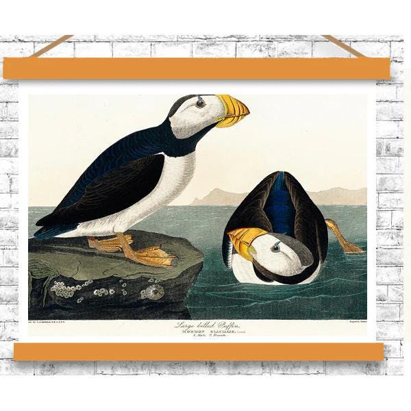Large billed Puffin by John J. Audubon