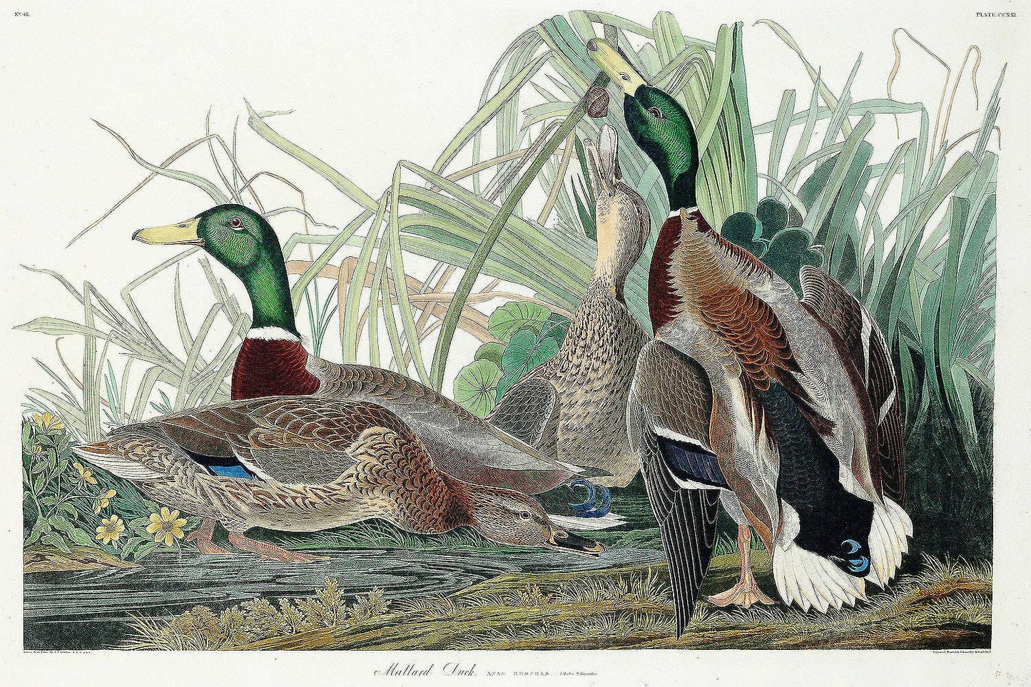 Mallard Duck by John J. Audubon