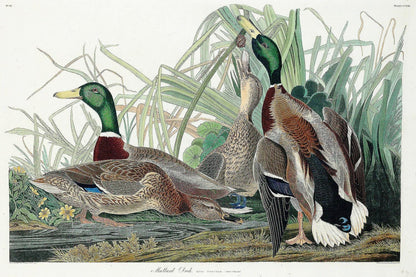 Mallard Duck by John J. Audubon