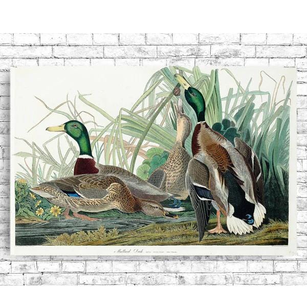 Mallard Duck by John J. Audubon