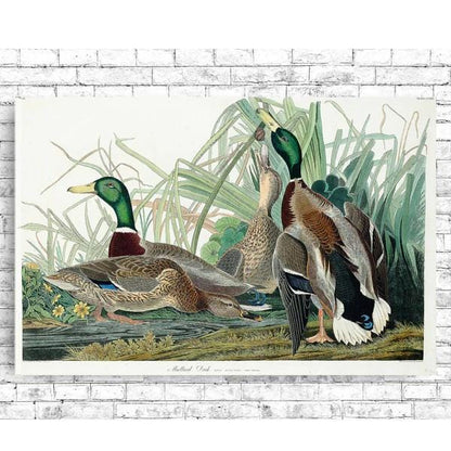 Mallard Duck by John J. Audubon