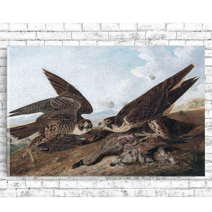Peregrine Falcons by John J. Audubon