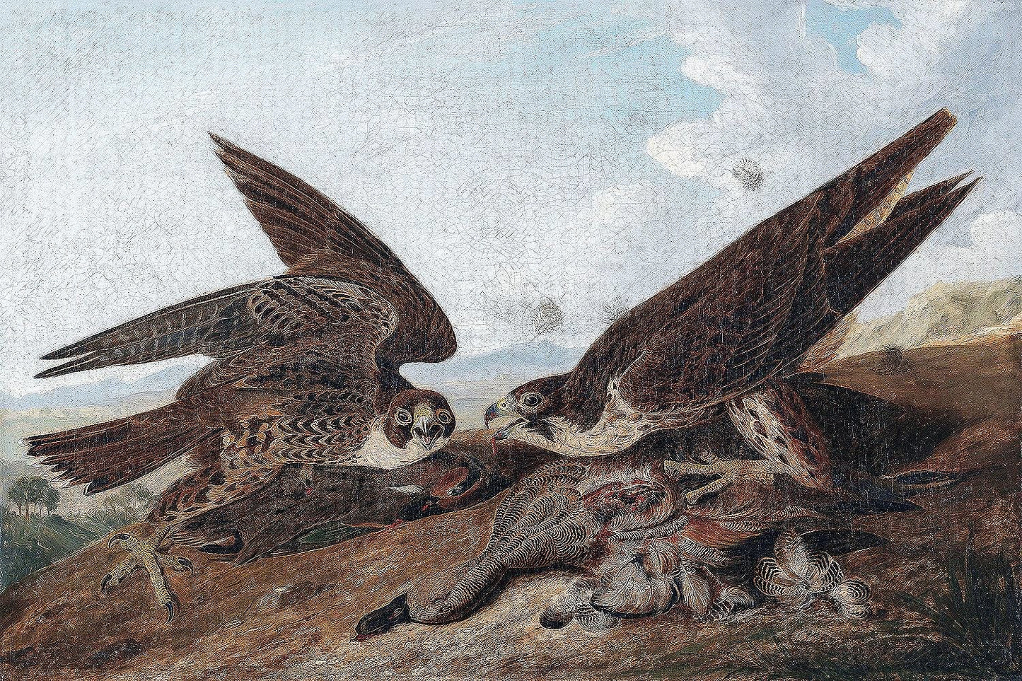 Peregrine Falcons by John J. Audubon