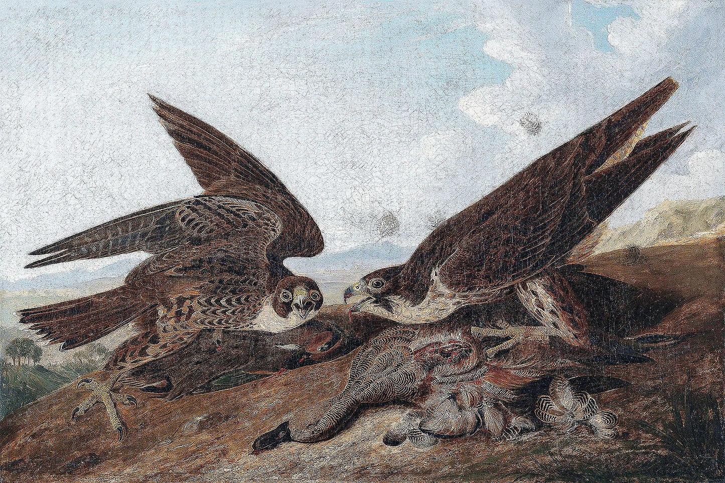 Peregrine Falcons by John J. Audubon