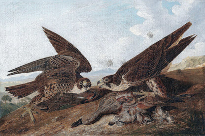 Peregrine Falcons by John J. Audubon
