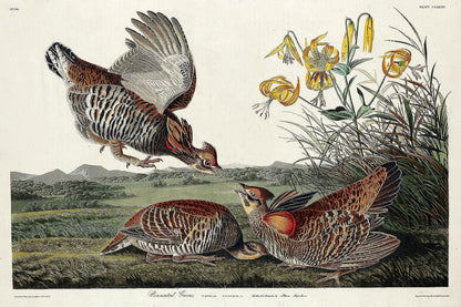 Pinnated Grouse by John J. Audubon