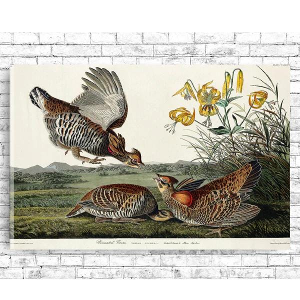 Pinnated Grouse by John J. Audubon