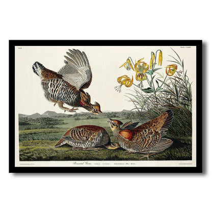 Pinnated Grouse by John J. Audubon