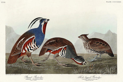 Plumed Partridge and Thick-legged Partridge by John J. Audubon