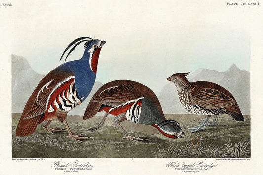 Plumed Partridge and Thick-legged Partridge by John J. Audubon