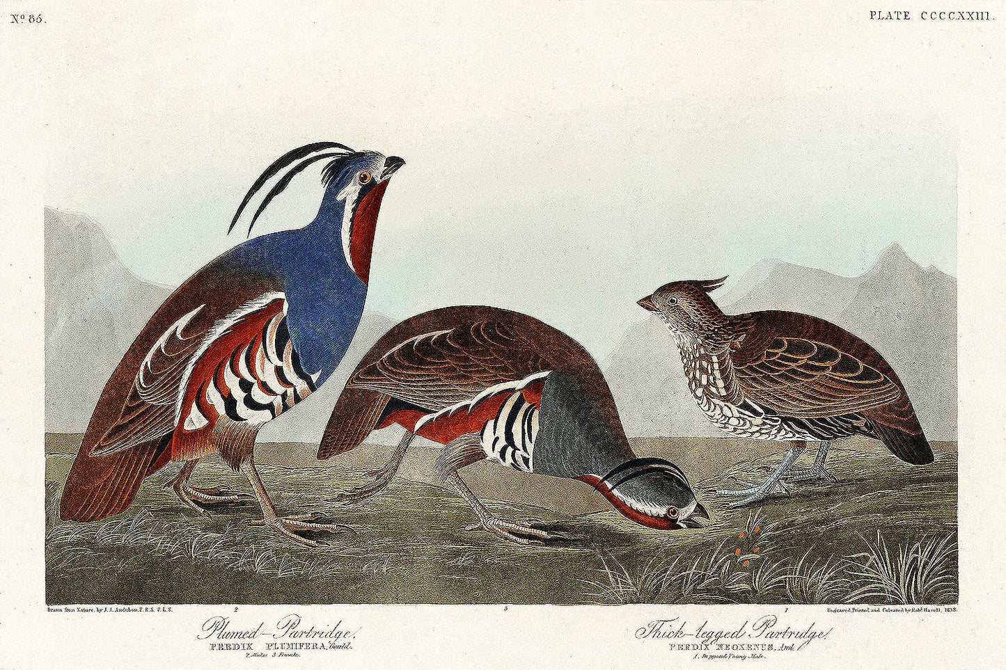 Plumed Partridge and Thick-legged Partridge by John J. Audubon