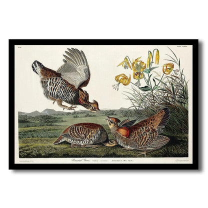 Plumed Partridge and Thick-legged Partridge by John J. Audubon