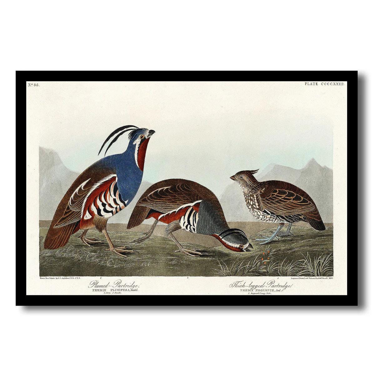Plumed Partridge and Thick-legged Partridge by John J. Audubon