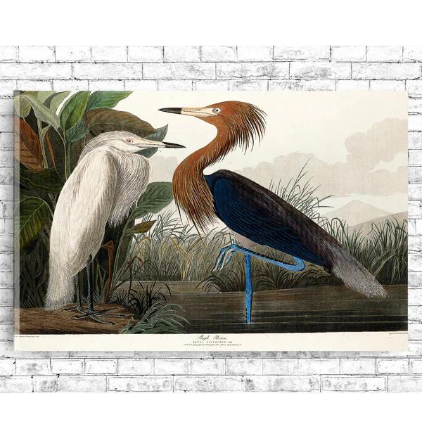 Purple Heron by John J. Audubon