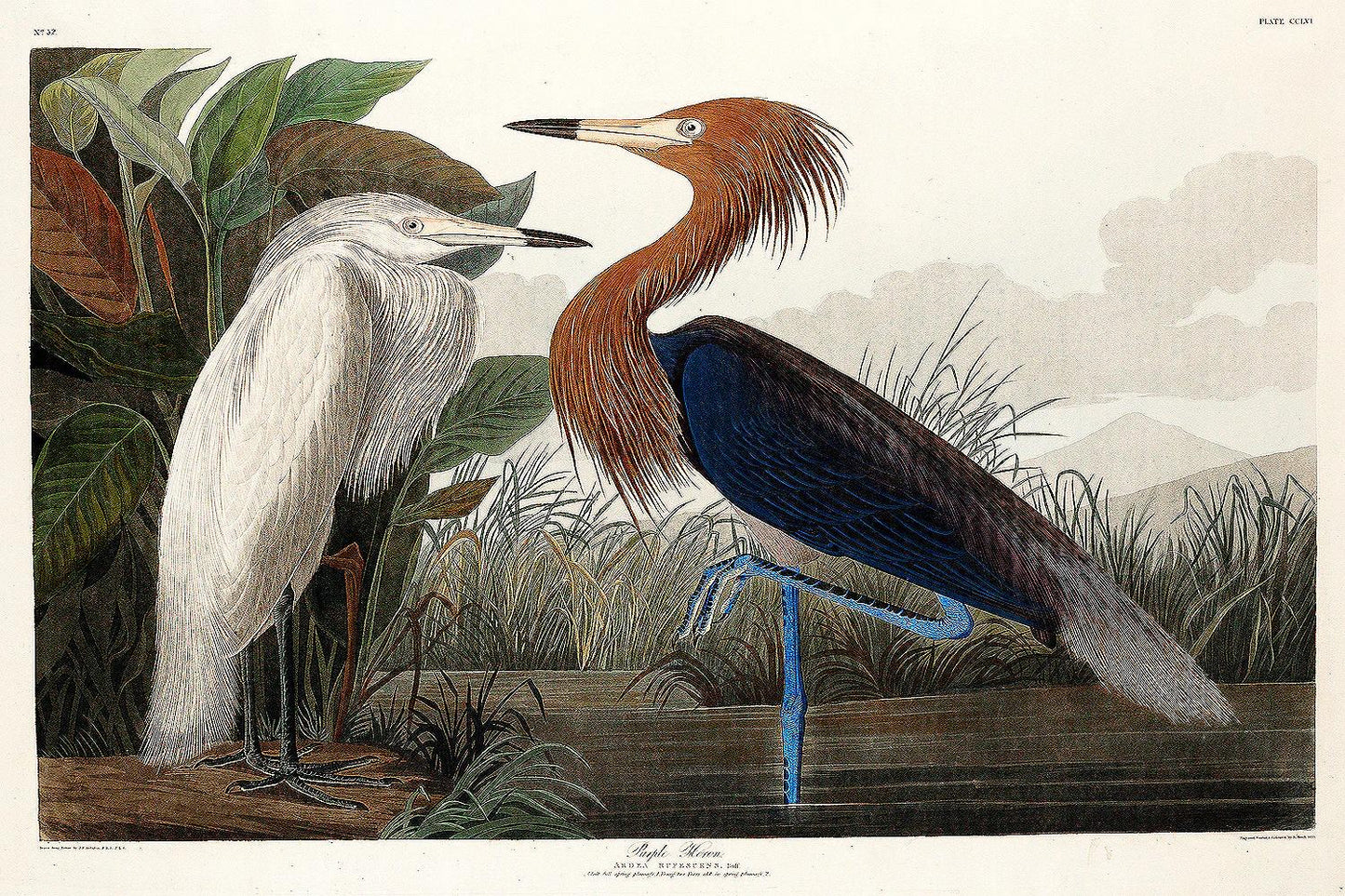 Purple Heron by John J. Audubon