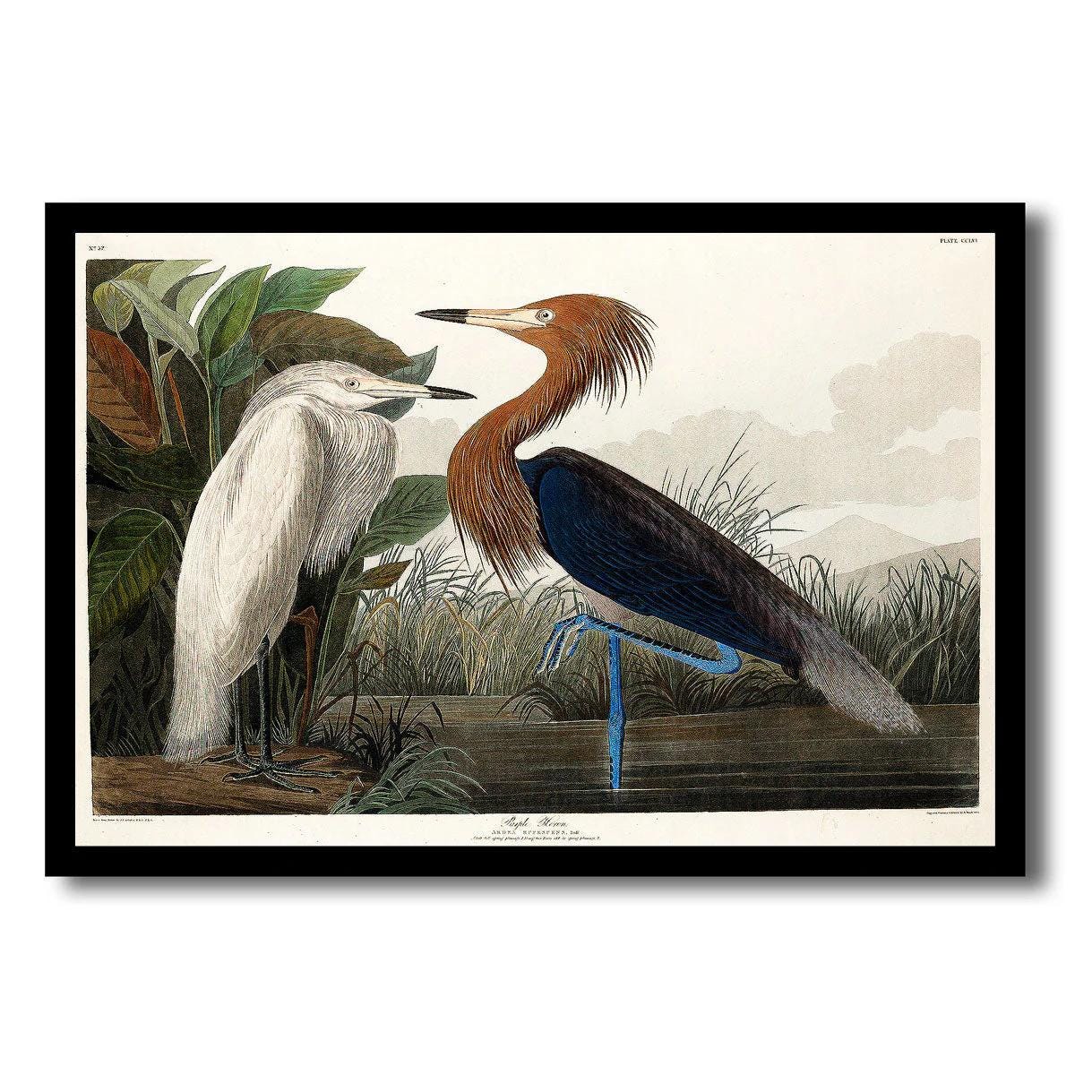 Purple Heron by John J. Audubon