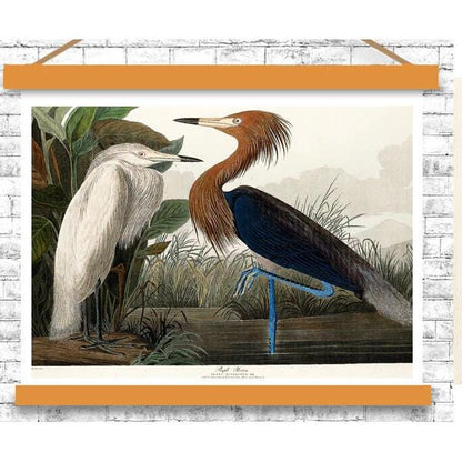 Purple Heron by John J. Audubon