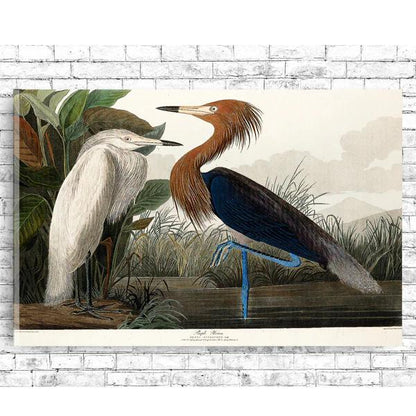 Purple Heron by John J. Audubon