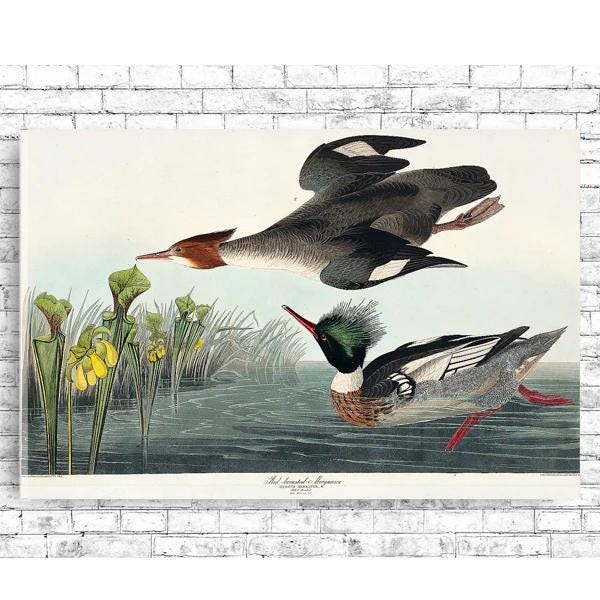 Red-breasted Merganser by John J. Audubon