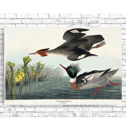 Red-breasted Merganser by John J. Audubon