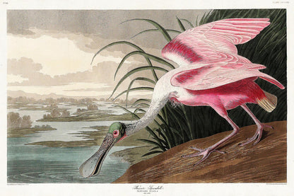 Roseate Spoonbill by John J. Audubon