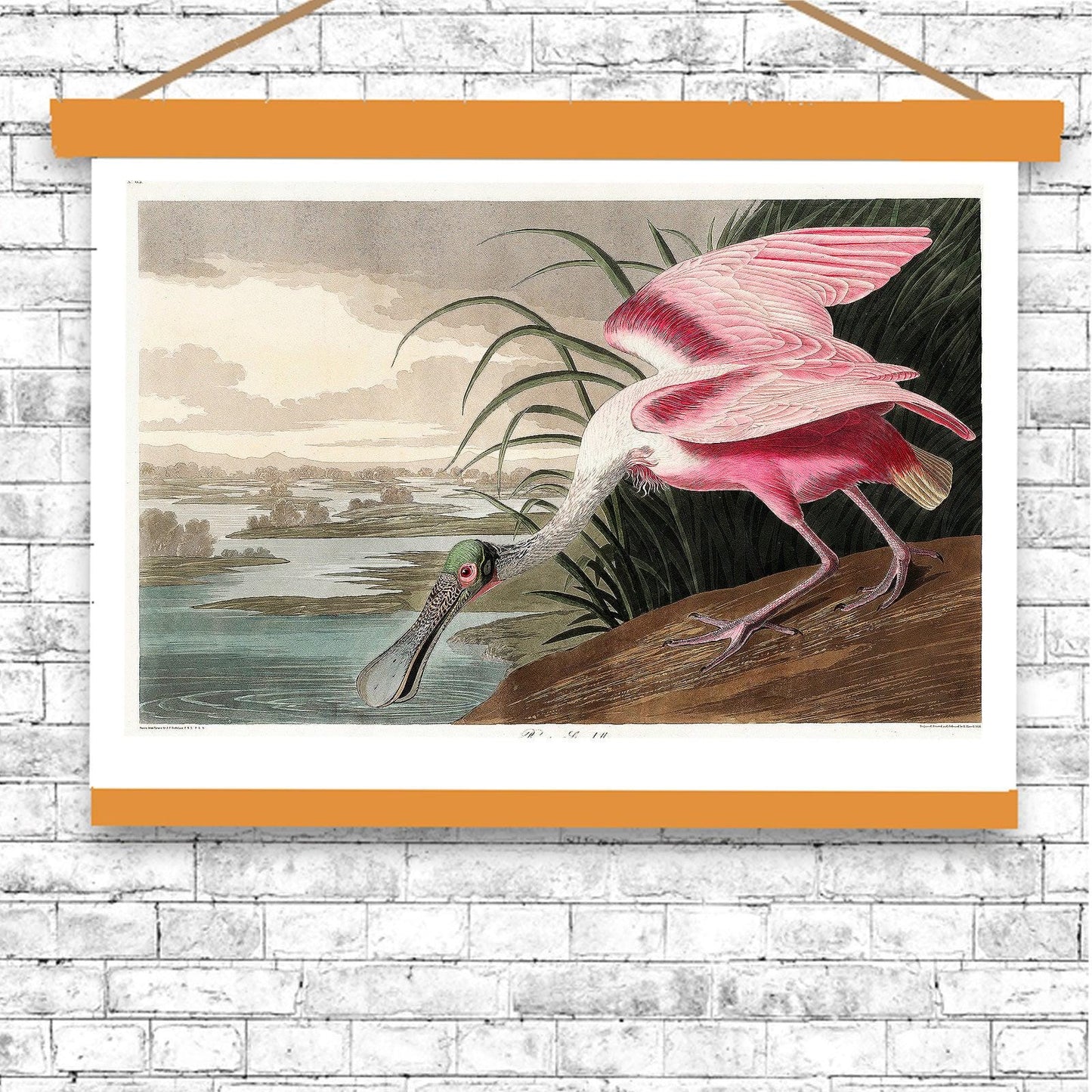 Roseate Spoonbill by John J. Audubon