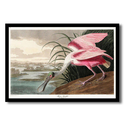 Roseate Spoonbill by John J. Audubon