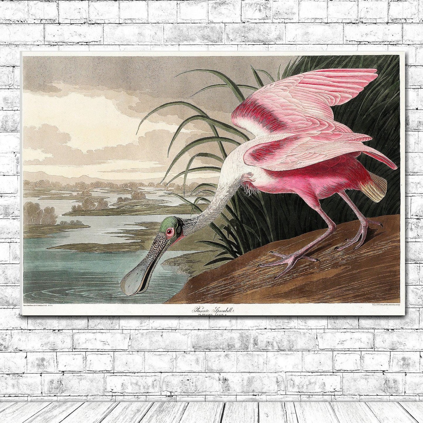 Roseate Spoonbill by John J. Audubon