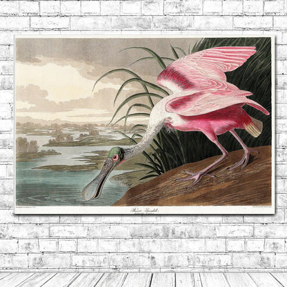Roseate Spoonbill by John J. Audubon