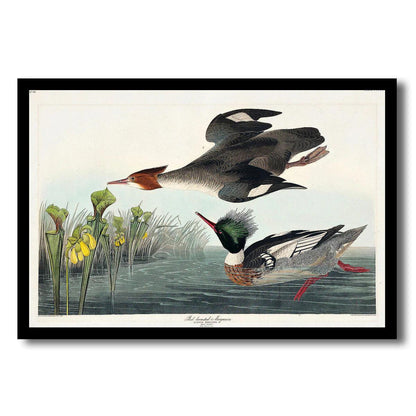 Roseate Spoonbill by John J. Audubon